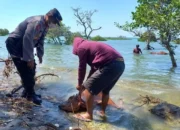 Puluhan Sapi Mati Mengambang di Pantai Camplong Madura