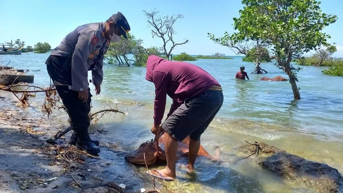 bangkai-sapi-di-pantai-camplong-sampang-madura