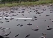 Ban Kempis, Ribuan Ikan Berserakan Dijalan