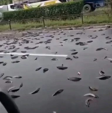 pikap-muatan-ikan-kecelakaan-di-tol-arah-merak-tangkapan-layar_169.jpg
