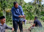 Dalam Peningkatan Ketahanan Pangan Nasional, Walikota Padang Sidempuan Ikuti Giat Panen Bawang Merah Di Desa Baruas