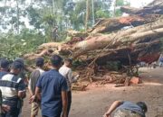 Hindari Bahaya, Sejumlah Pihak Terkait Lakukan Penebangan Pohon di Jalan Lintas Kepahiang