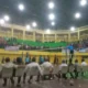 Bupati