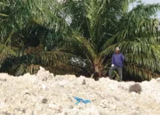Dompeng Di Simpang Batu Bara Petai Beraksi, Warga Berharap Aparat Bertindak Tegas