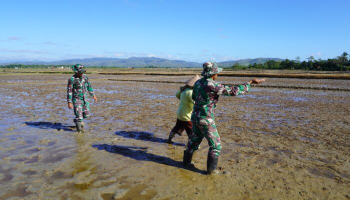 Satgas TMMD Pulau Buru Dampingi Petani Wainetat Tabur Benih Bibit Padi di Sawah