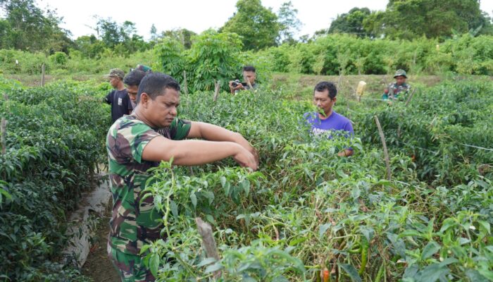 Satgas TMMD Kodim 1506/Namlea Bantu Panen Cabai Milik Warga Desa Waeleman