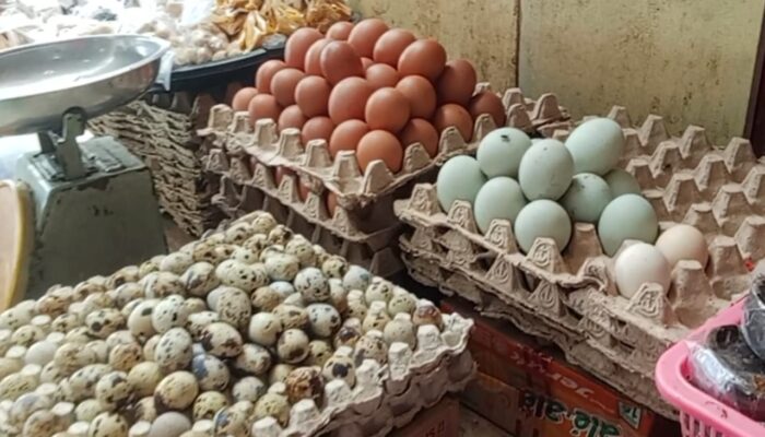 Harga Telur Ayam di Seram Bagian Timur Naik, Jelang Idul Adha