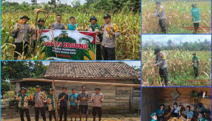 Polres Muara Enim Melalui Polsek Rambang Laksanakan Panen Jagung Program Ketahanan Pangan di Desa Sugihan