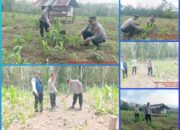 Kapolsek Rambang dan Bhabinkamtibmas Giat Monitoring Perkembangan Tanaman Jagung Progam Ketahanan Pangan di Desa Sugihwaras Barat
