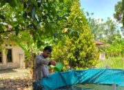 Dukung Ketahanan Pangan, Polsek Rantau Alai Rawat dan Monitor Pengembangan Ikan Patin