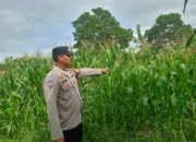 Dukung Ketahanan Pangan, Bhabinkamtibmas Polsek Rantau Alai Cek Perkembangan Tanaman Jagung Pipil