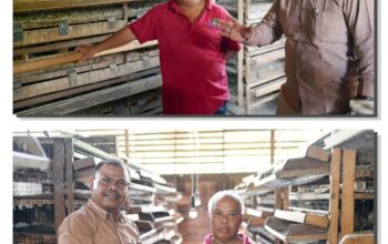 Harga Telur Puyuh 2026
