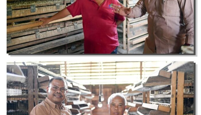 Peternak Puyuh Padangsidimpuan Berharap Program MBG Jadi Penyelamat Usaha Rakyat.