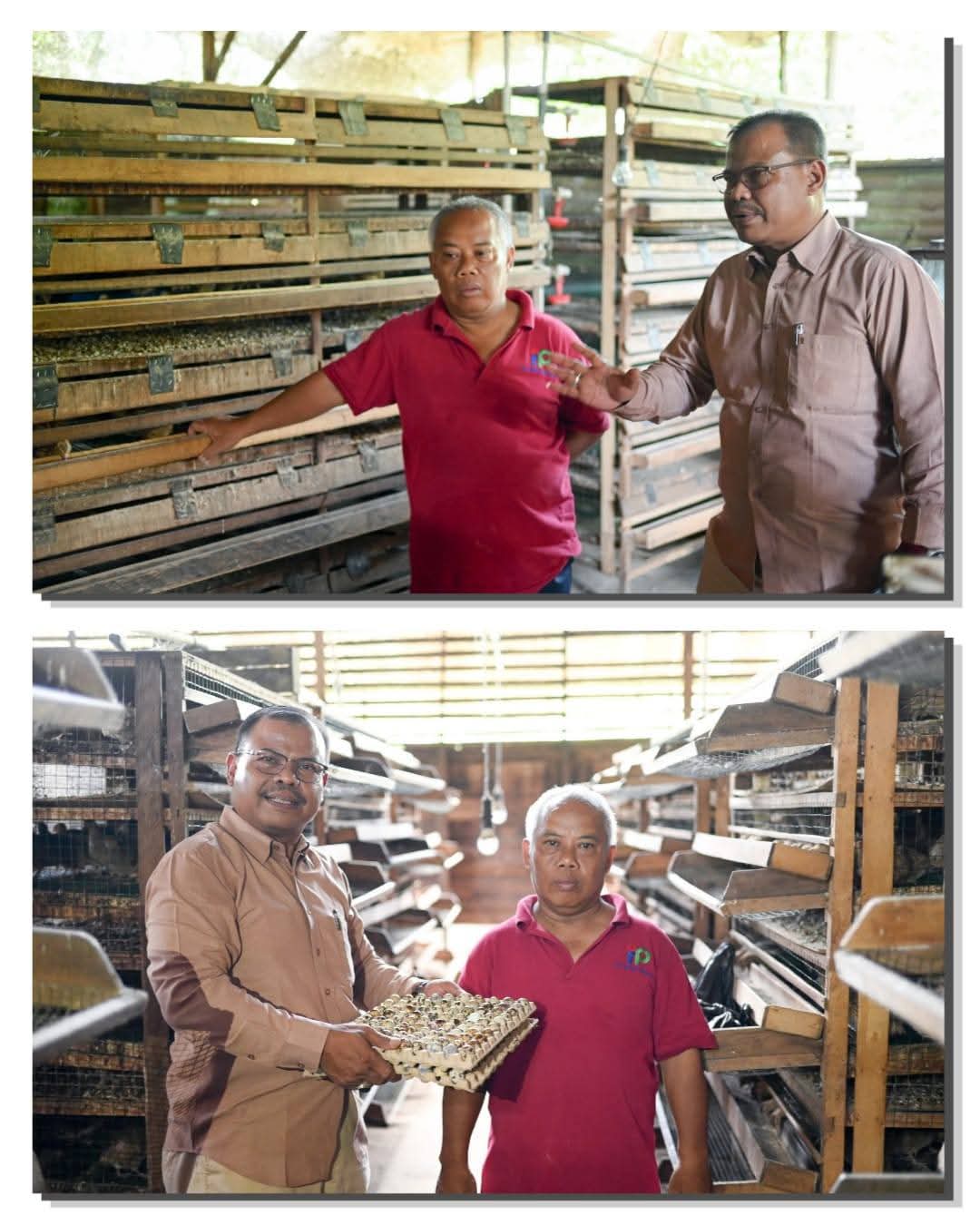 Harga Telur Puyuh 2026