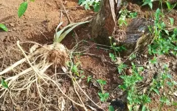 Gajah Kembali Berulah ,Kebon Kates Di Buay Pemaca Hancur