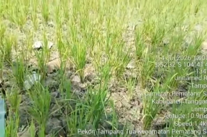 Sawah di Pematang Sawa Selatan Terancam Gagal Panen