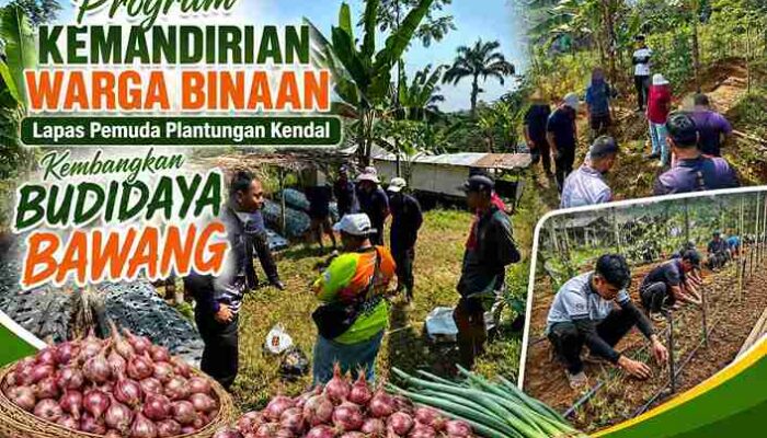Lapas Pemuda Plantungan Kendal Kembangkan Budidaya Bawang Merah dan Putih di Lahan Produktif