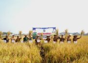 Wabup Pringsewu Panen Raya Di Wonosari, Pemkab Terus Dukung Sektor Pertanian