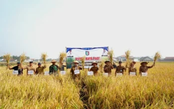 Wabup Pringsewu Panen Raya Di Wonosari, Pemkab Terus Dukung Sektor Pertanian