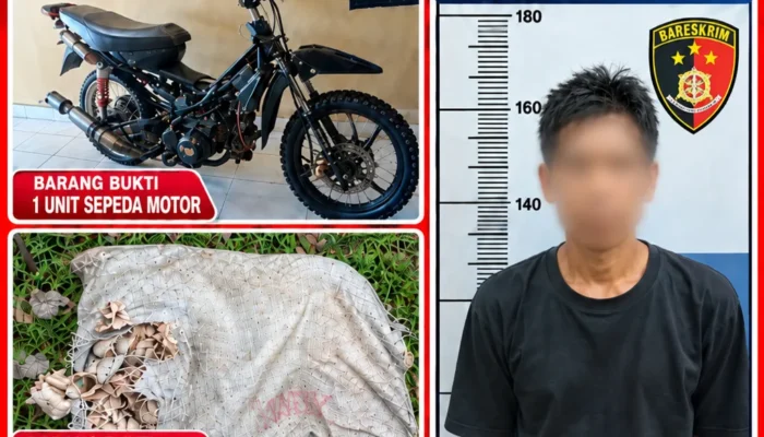 Tim Macan Putih Rambang Bekuk Residivis Curat, Kasus Hilangnya 40 Kg Getah Karet Terungkap