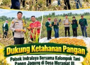 Dukung Ketahanan Pangan, Polsek Indralaya Bersama Kelompok Tani Panen Jagung di Desa Meranjat III, Hasil Diperkirakan 200 Kilogram