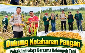Dukung Ketahanan Pangan, Polsek Indralaya Bersama Kelompok Tani Panen Jagung di Desa Meranjat III, Hasil Diperkirakan 200 Kilogram